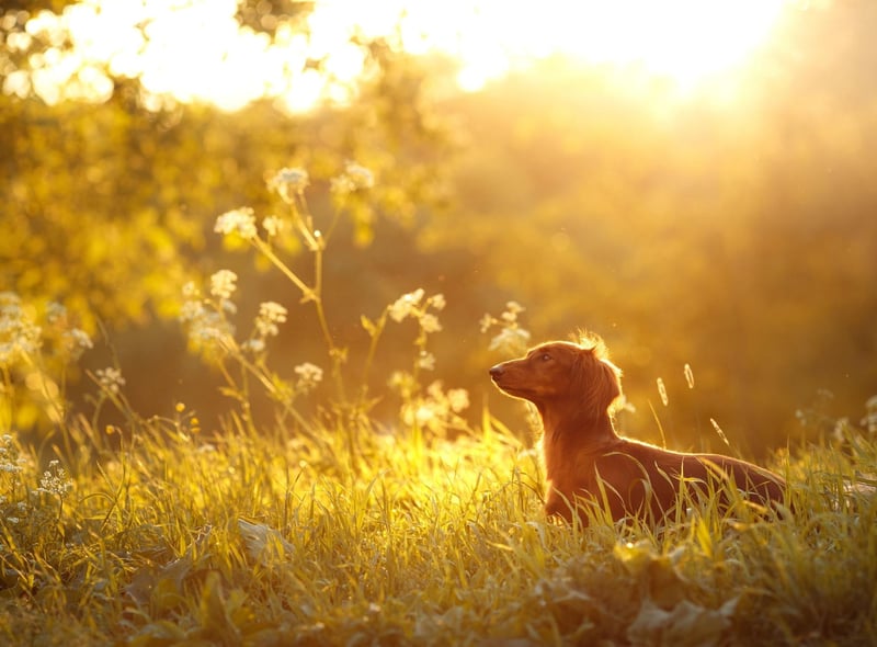 The next most popular Dachshund moniker is Frank. It comes from the Latin name Francis and means 'free one',