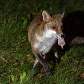 An urban fox with meat in its mouth, as badgers, hedgehogs, foxes and cats are fighting and having stand-offs over food left in British gardens. Picture: Peter Byrne/PA Wire