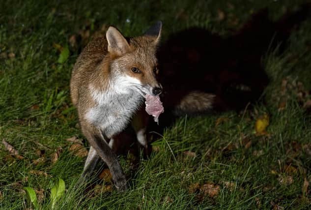 An urban fox with meat in its mouth, as badgers, hedgehogs, foxes and cats are fighting and having stand-offs over food left in British gardens. Picture: Peter Byrne/PA Wire