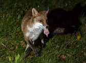 An urban fox with meat in its mouth, as badgers, hedgehogs, foxes and cats are fighting and having stand-offs over food left in British gardens. Picture: Peter Byrne/PA Wire