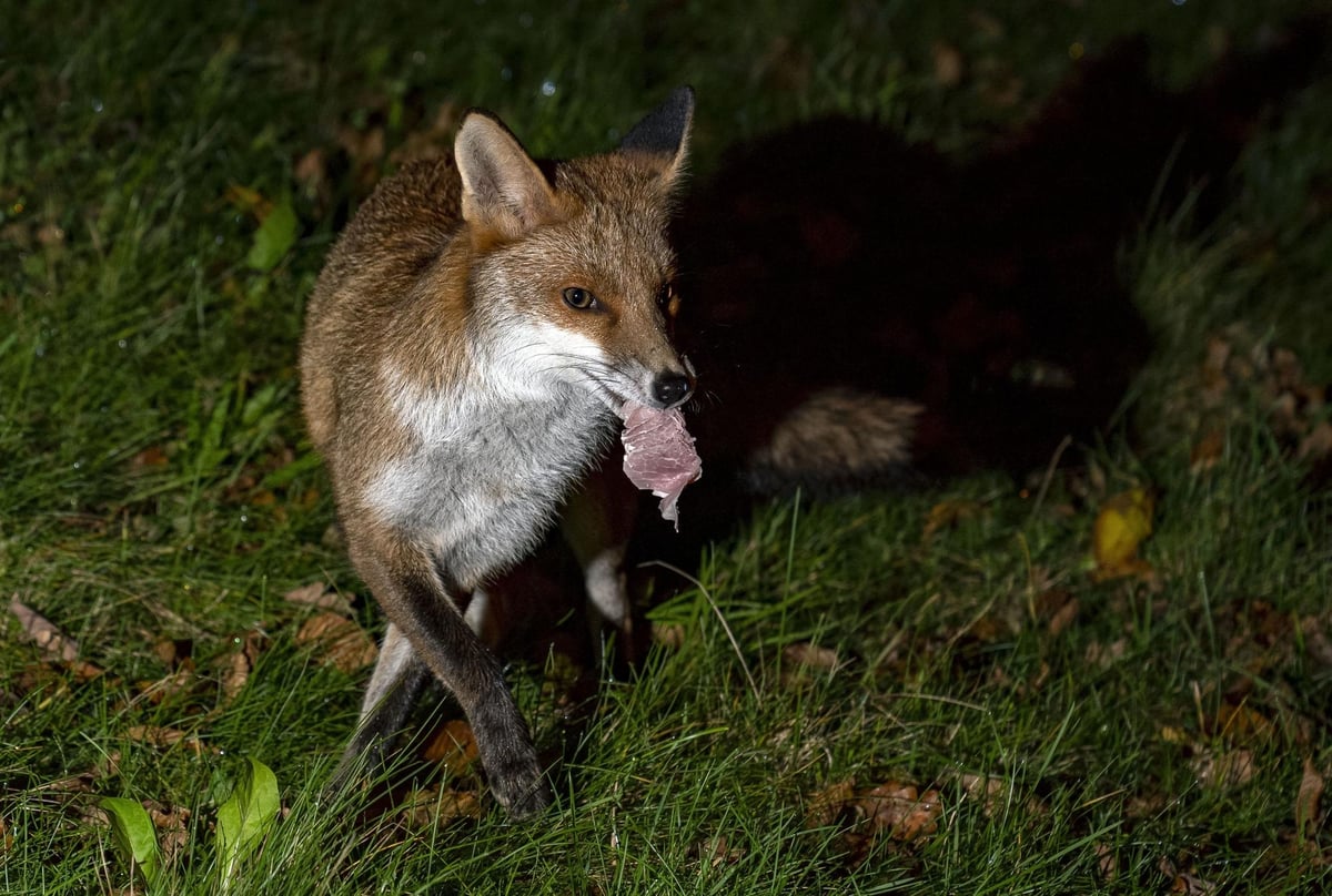 Wildlife such as foxes, badgers and hedgehogs fighting over leftover food in Scottish gardens