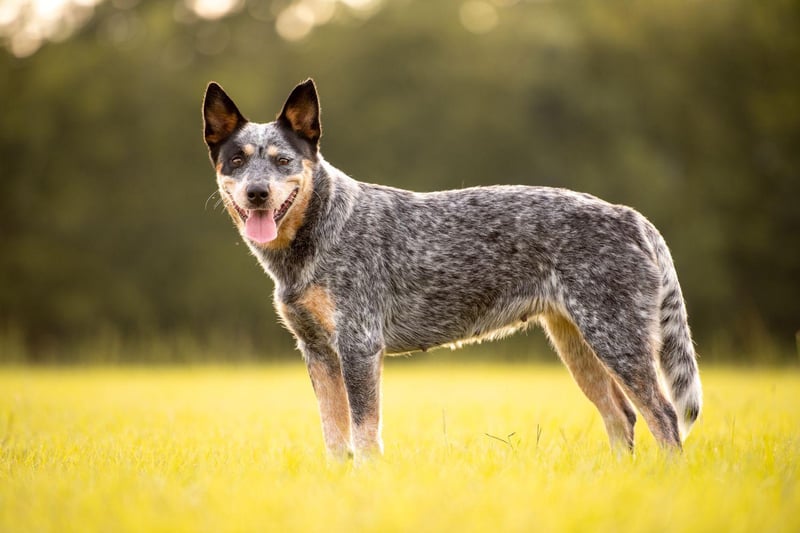 Bluey the Australian Cattle Dog lived for an amazing 29 years and 160 days. Bluey died on November 14, 1939, and held the record for longest living dog for more than 80 years.