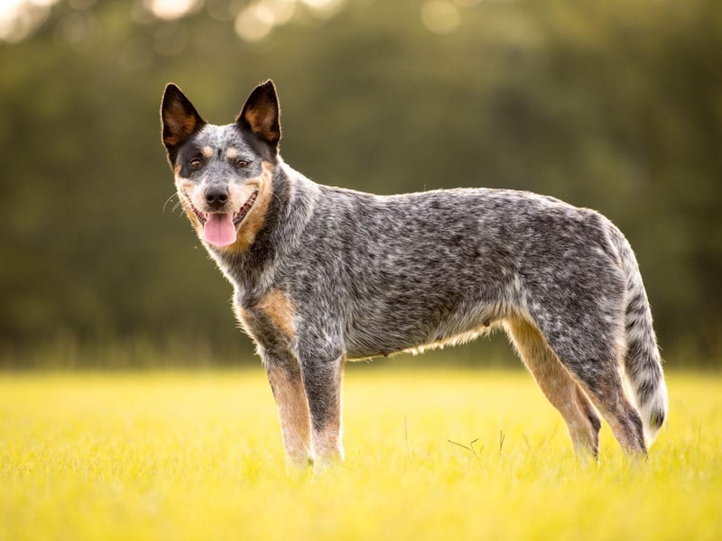 Bluey the Australian Cattle Dog lived for an amazing 29 years and 160 days. Bluey died on November 14, 1939, and held the record for longest living dog for more than 80 years.