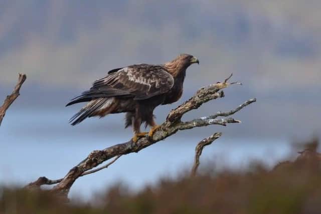 Tackling the persecution of birds of prey, such as golden eagles, will be one of the priority areas for police over the next 10 months.
