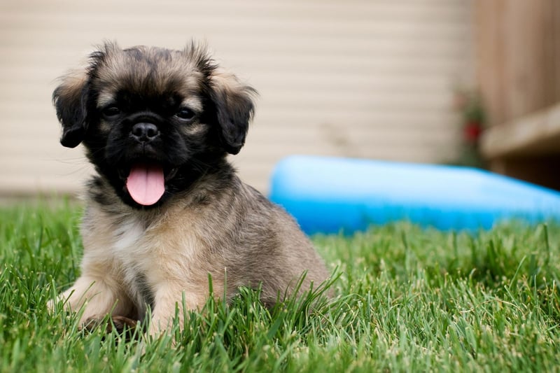 Here are the world's 10 most popular female names for adorable dogs