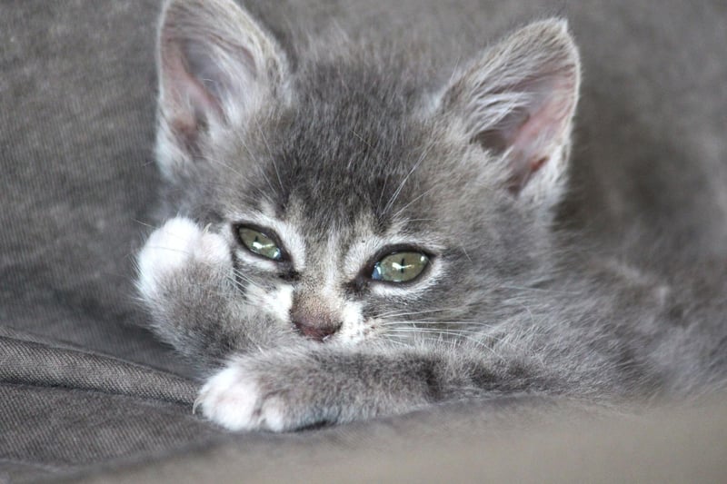 The Chartreux cat breed is a gentle and caring breed that will love your company - and just look at those cute little eyes.