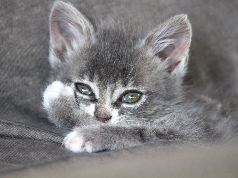 The Chartreux cat breed is a gentle and caring breed that will love your company - and just look at those cute little eyes.