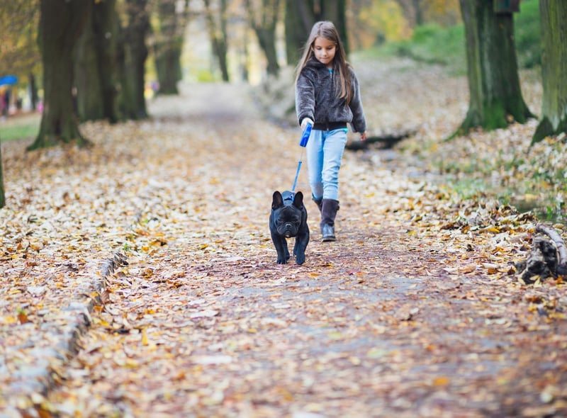 The second most popular dog in the UK, the French Bulldog, is also one of the best for families. They are playful, smart, cuddly, adaptable, and don't need a huge amount of exercise.