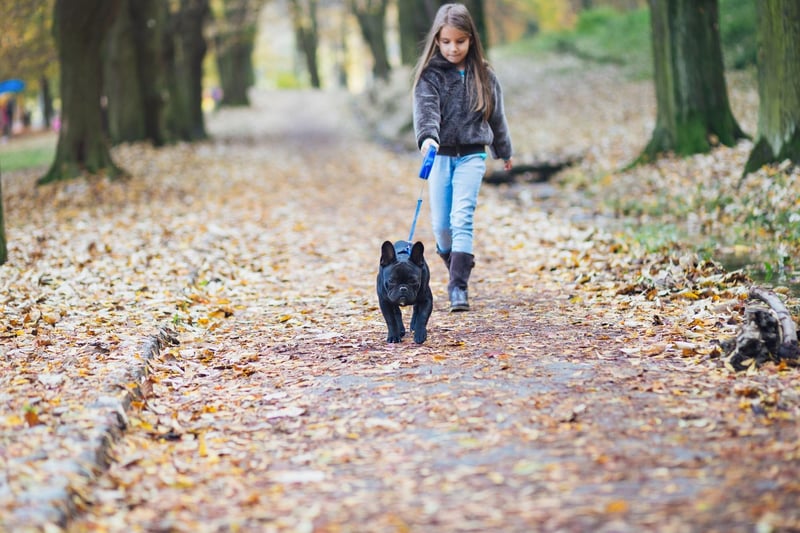 The second most popular dog in the UK, the French Bulldog, is also one of the best for families. They are playful, smart, cuddly, adaptable, and don't need a huge amount of exercise.