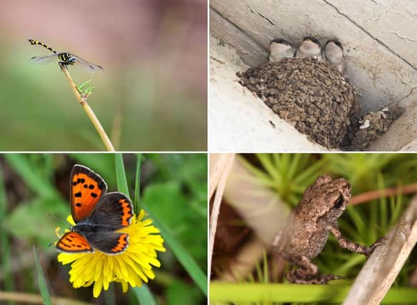 Some of the amazing animals you can see in Scotland in June.