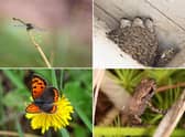 Some of the amazing animals you can see in Scotland in June.