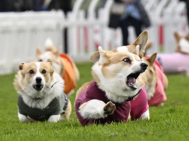 Participants take part in the Corgi Derby at Musselburgh Racecourse