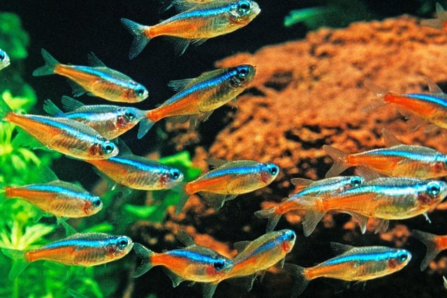 The Neon Tetra is the UK's (and probably the world's) most popular tropical fish - and is the epitome of a schooling fish. The tiny fish's bright red and blue colouring and ease of care are a winning combination for beginners. They originally come from backwater streams in the Amazon basin in South America. You'll need a seperate tank if you want to breed then though.
