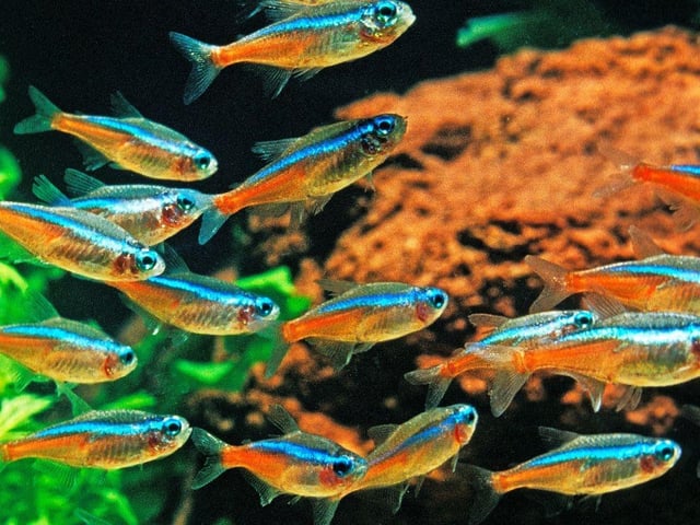 The Neon Tetra is the UK's (and probably the world's) most popular tropical fish - and is the epitome of a schooling fish. The tiny fish's bright red and blue colouring and ease of care are a winning combination for beginners. They originally come from backwater streams in the Amazon basin in South America. You'll need a seperate tank if you want to breed then though.