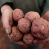 Global warming could affect the production of crops like potatoes (Picture: Matt Cardy/Getty Images)