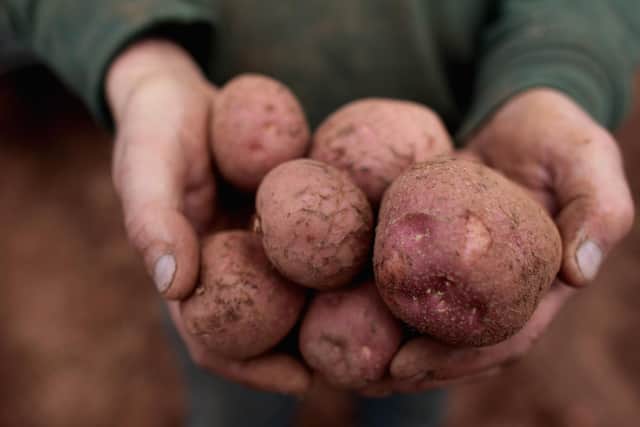 Global warming could affect the production of crops like potatoes (Picture: Matt Cardy/Getty Images)