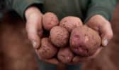 Global warming could affect the production of crops like potatoes (Picture: Matt Cardy/Getty Images)