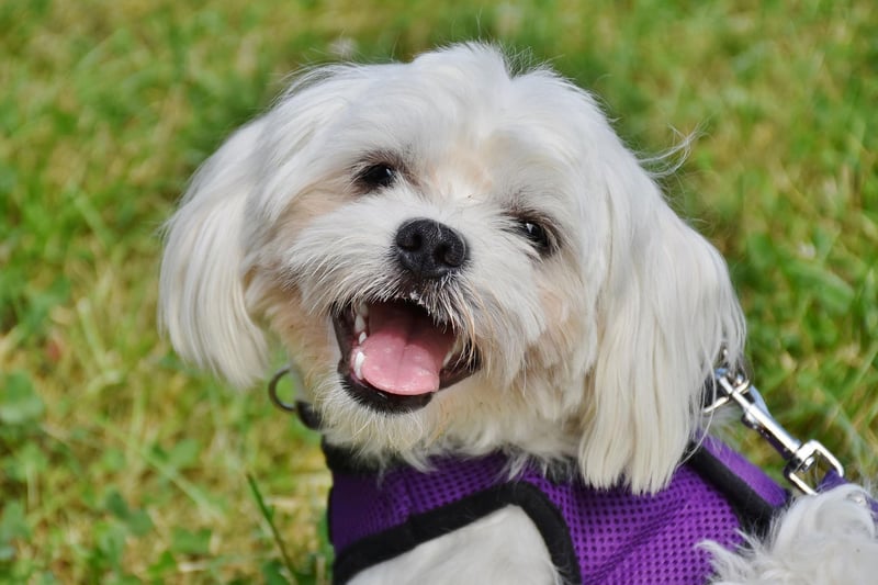 Confident and outgoing in their own home, the Maltese is a breed that can become shy and nervous in new environments and situations. They can alse be suspicious of strangers.