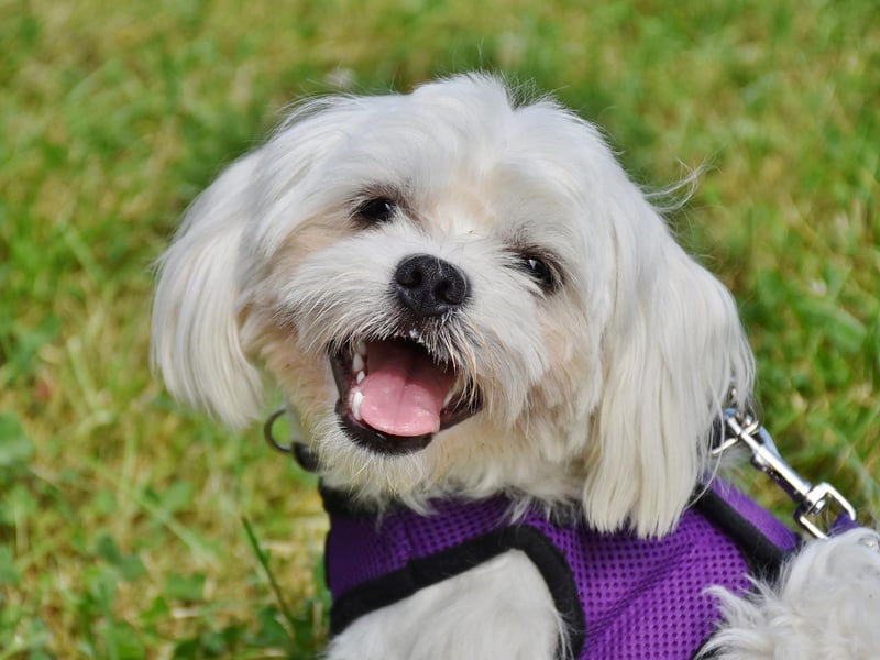 Confident and outgoing in their own home, the Maltese is a breed that can become shy and nervous in new environments and situations. They can alse be suspicious of strangers.