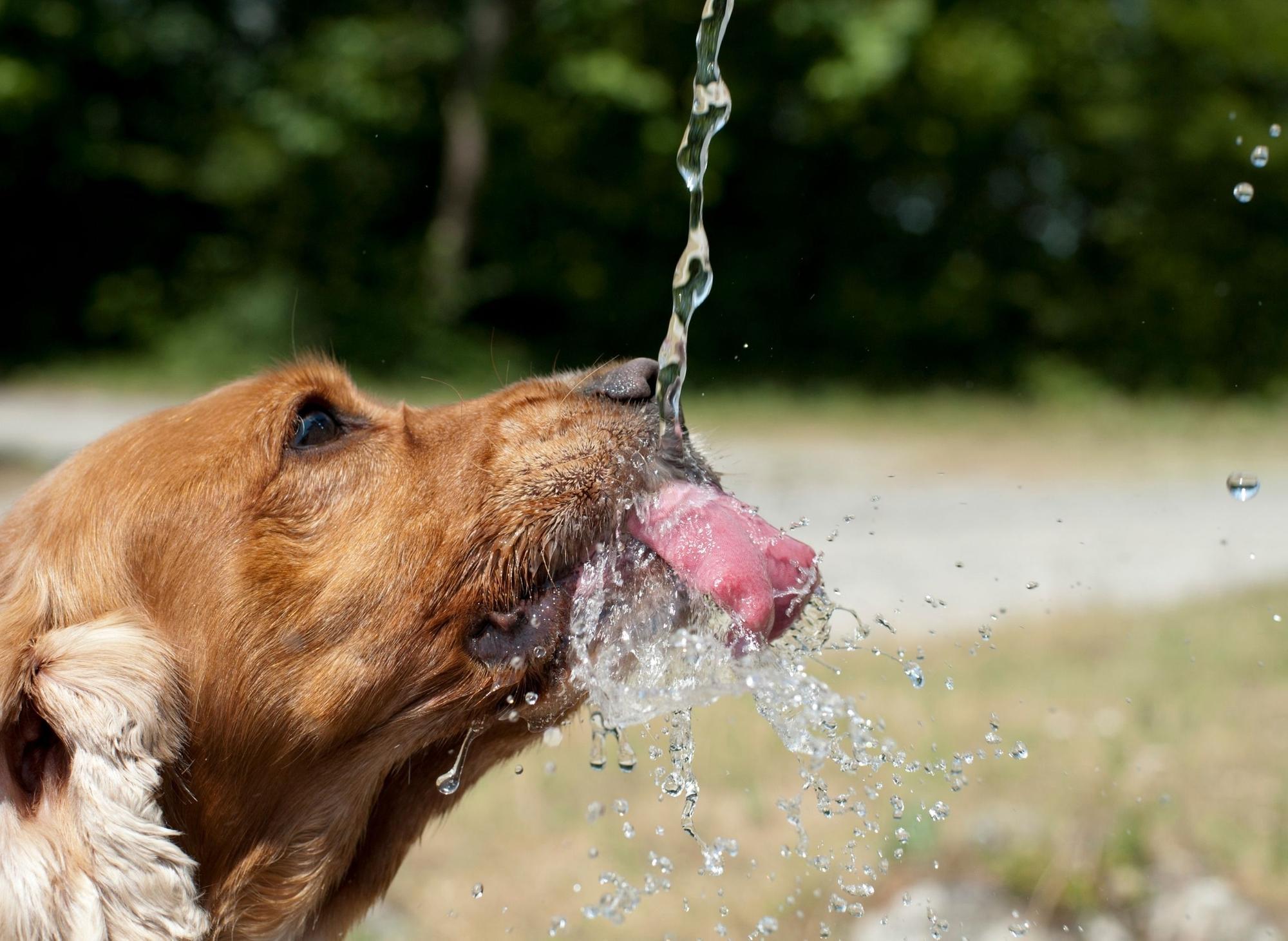 How Can I Keep My Dogs Water Cool In The Summer