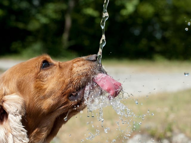 Like humans, dogs sweat and lose water, mainly through the glands in their paws. They can lose up to one litre of water per day and the more water they lose, the higher the chances of overheating. Have multiple water stations spread equally around your home during summer to safeguard your dog from overheating and dehydration. Switch their food to wet dog food to ensure extra water intake, carry a water bottle for them when going outside or for a walk.