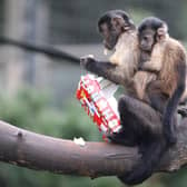 Monkeys enjoying festive treats at Edinburgh Zoo ahead of Christmas (Photo: RZSS).