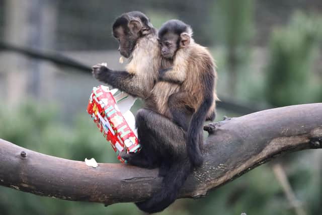 Monkeys enjoying festive treats at Edinburgh Zoo ahead of Christmas (Photo: RZSS).