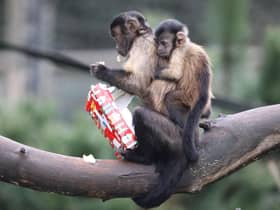 Monkeys enjoying festive treats at Edinburgh Zoo ahead of Christmas (Photo: RZSS).