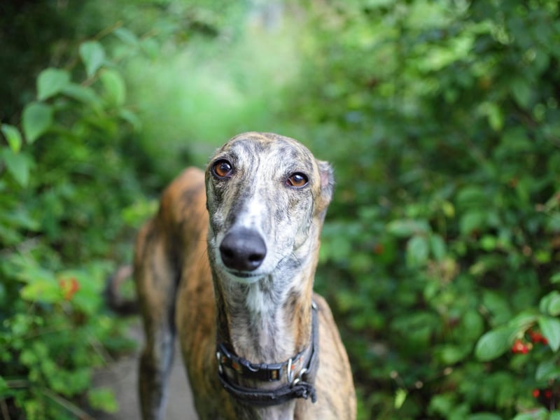 Greyhounds are gentle and affectionate dogs that make a great companion for people later in life. Adopting one of the many adult Greyhounds looking for a new home can also mean there's no need to deal with an energetic and untrained puppy.