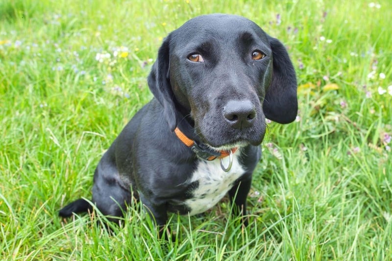 Also known as a Labradinger, the Springador is a mix of Labrador Retriever and Springer Spaniel, combining the attributes of two of the UK's most popular sporting dogs.