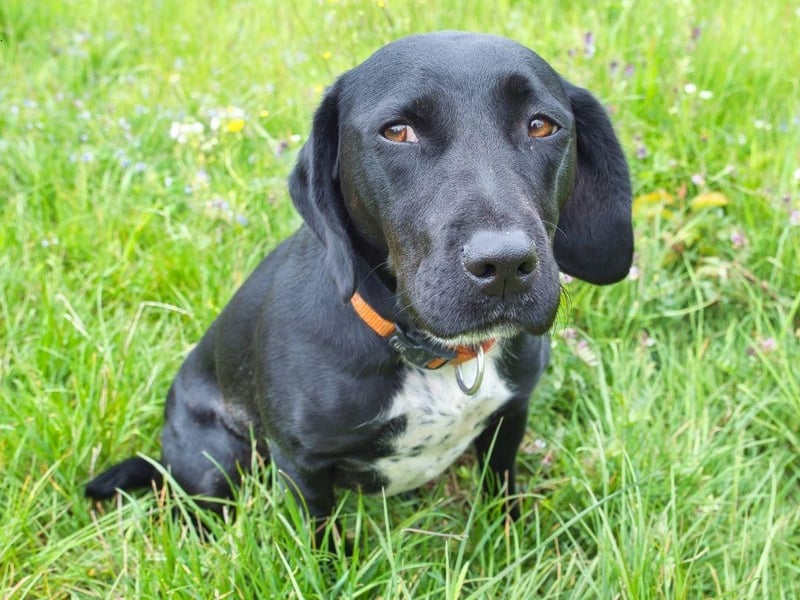 Also known as a Labradinger, the Springador is a mix of Labrador Retriever and Springer Spaniel, combining the attributes of two of the UK's most popular sporting dogs.