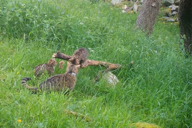 A tagged wildcat – one 19 released in the Cairngorms last year as part of the pioneering Saving Wildcats breed-and-release project – has been spotted with her own brood of wild-born kittens in recent weeks
