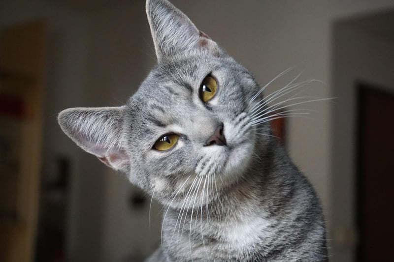 The ultimate "it girl" of the 1920s - and who doesn't want a cat with a bit of sass?