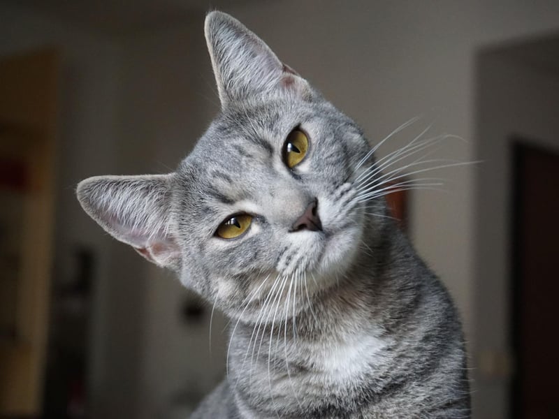 The ultimate "it girl" of the 1920s - and who doesn't want a cat with a bit of sass?