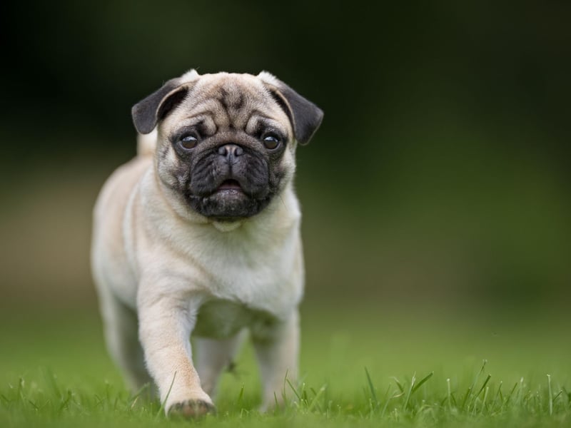Pugs are brachycephalic dogs (flat-faced) meaning they are liable to develop health issues that others are not - particularly breathing problems. These bundles of fur can also have problems with dermatitis and eye infections.