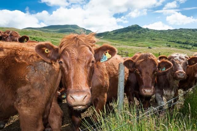 The herd of Luing cattle perform an important role in conservation work by Woodland Trust Scotland at Glen Finglas Estate, in the Trossachs. Picture: Niall Benvie