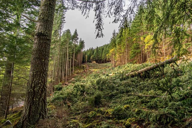 Forestry and Land Scotland is working on long-term adaptation projects such as a felling and replanting programme at Loch Ness, which will see tall conifers at risk of falling down steep slopes along the A82 removed and replaced with suitable alternatives - the work will reduce the chance of landslips, helping to safeguard vital transport links, power lines and telecommunications connections