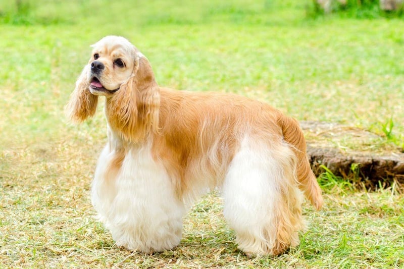 One of two types of Cocker Spaniel recognised by the UK Kennel Club, the American Cocker Spaniel got its name from their use to hunt woodcock. Interestingly the name 'spaniel' itself comes from the breed's origins in Spain.