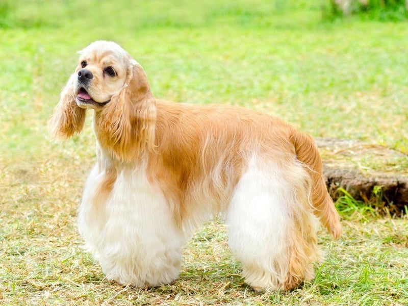 One of two types of Cocker Spaniel recognised by the UK Kennel Club, the American Cocker Spaniel got its name from their use to hunt woodcock. Interestingly the name 'spaniel' itself comes from the breed's origins in Spain.