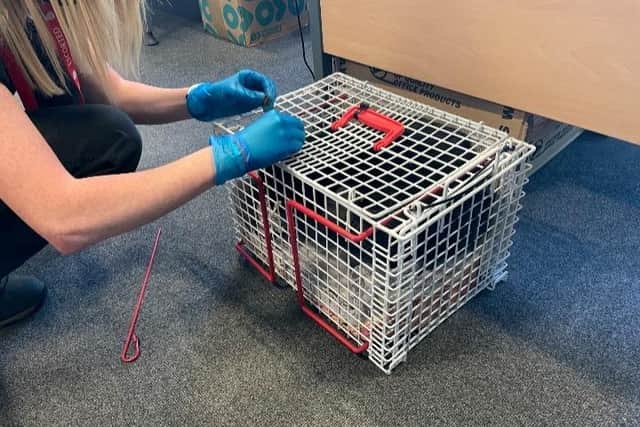 'This cage will never hold me' - Dexter is being deterred from wandering off again.
Pic: Scottish SPCA