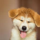 Wondering what to call your new puppy? Let the dog owners of Scotland provide you with inspiration.