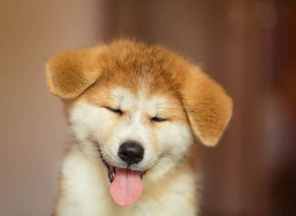 Wondering what to call your new puppy? Let the dog owners of Scotland provide you with inspiration.