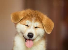 Wondering what to call your new puppy? Let the dog owners of Scotland provide you with inspiration.