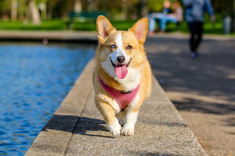 Corgis first appeared at a dog show in Wales in 1925, when Captain J. P. Howell called together a meeting of breeders of both the Pembroke and the Cardigan varieties (at that point they were considered to be the same breed). They then formed the Welsh Corgi Club, with a membership of 59 members.