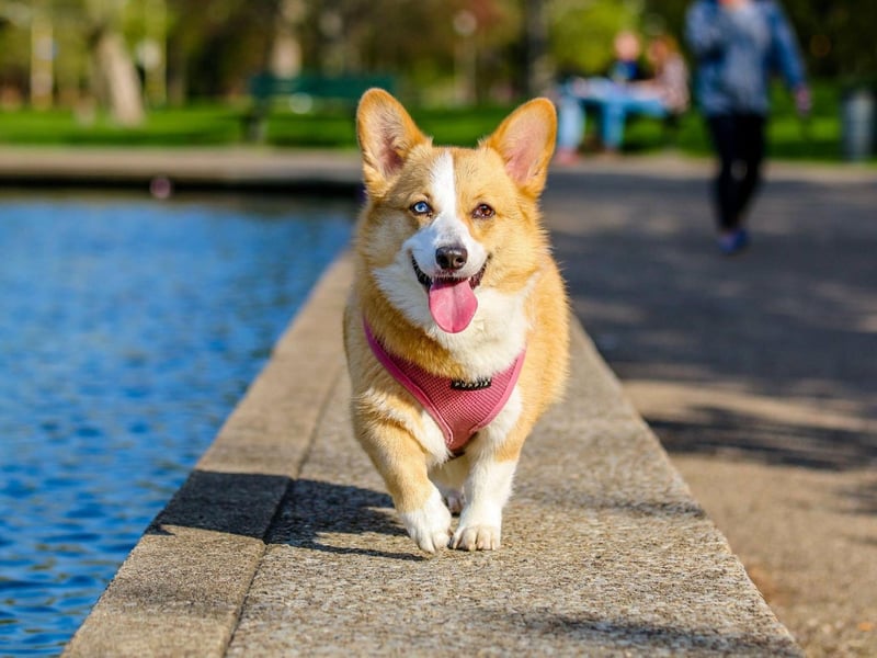 Corgis first appeared at a dog show in Wales in 1925, when Captain J. P. Howell called together a meeting of breeders of both the Pembroke and the Cardigan varieties (at that point they were considered to be the same breed). They then formed the Welsh Corgi Club, with a membership of 59 members.