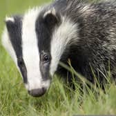 None of the measures outlined in the Badger Protection Plan were put into practice.