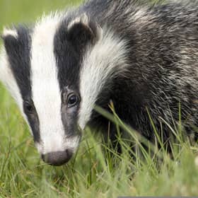 None of the measures outlined in the Badger Protection Plan were put into practice.
