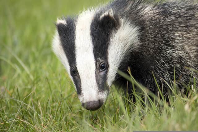 None of the measures outlined in the Badger Protection Plan were put into practice.
