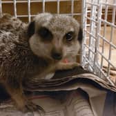 The SSPCA are still trying to find out who the meerkats belong to picture: SSPCA