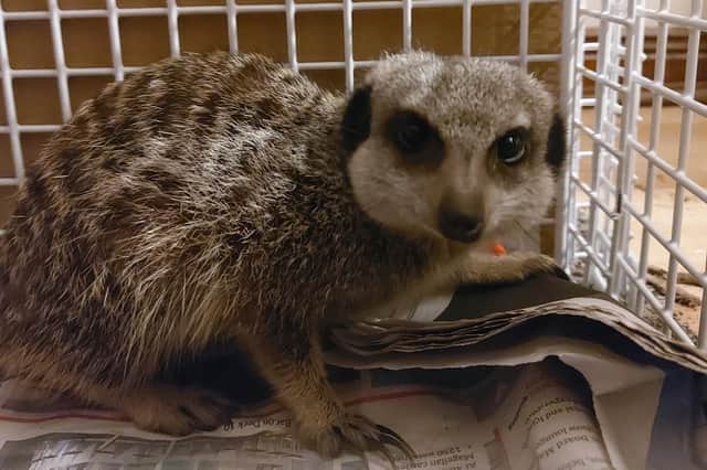 The SSPCA are still trying to find out who the meerkats belong to picture: SSPCA